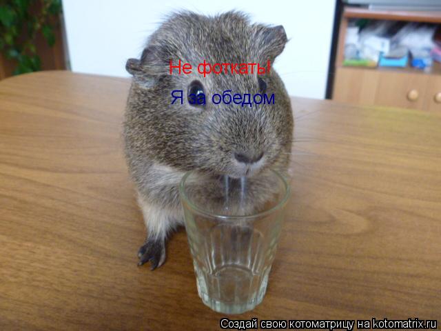 Котоматрица: Не фоткать! Я за обедом
