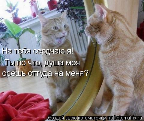 Котоматрица: На тебя сердчаю я! Ты по что, душа моя орешь оттуда на меня?
