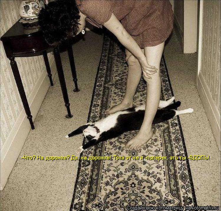 Котоматрица: -Что? На дорожке? Да, на дорожке! Тока эт не я -поперек, это ты -ВДОЛЬ!