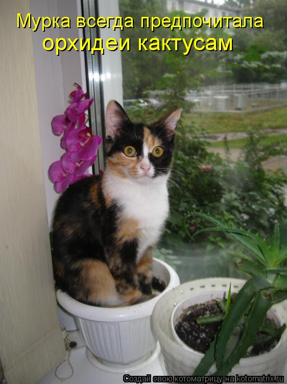 Котоматрица: Мурка всегда предпочитала  орхидеи кактусам