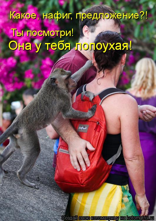 Котоматрица: Какое, нафиг, предложение?! Ты посмотри! Она у тебя лопоухая!