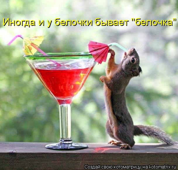 Иногда и у белочки бывает "белочка"... Котоматрица: Иногда и у белочки бывает "белочка"