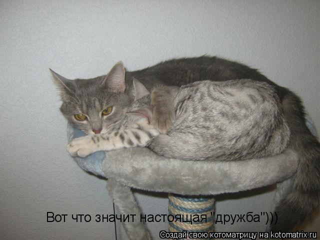 Вот что значит настоящая "дружба")))... Котоматрица: Вот что значит настоящая "дружба")))