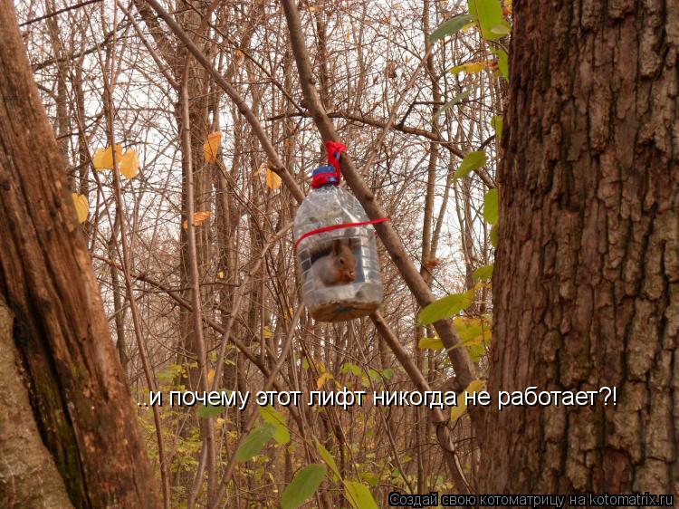 ..и почему этот лифт никогда не работает?!... Котоматрица: ..и почему этот лифт никогда не работает?!
