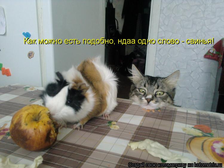 Как можно есть подобно, ндаа одно слово - свинья!... Котоматрица: Как можно есть подобно, ндаа одно слово - свинья!