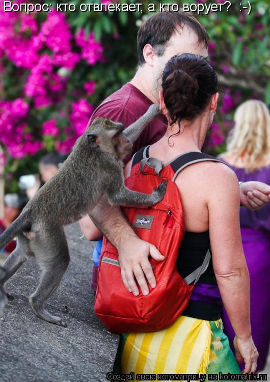 Вопрос: кто отвлекает, а кто ворует? :-)... Котоматрица: Вопрос: кто отвлекает, а кто ворует? :-)