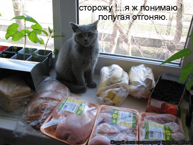 Котоматрица: сторожу !...я ж понимаю ! попугая отгоняю.