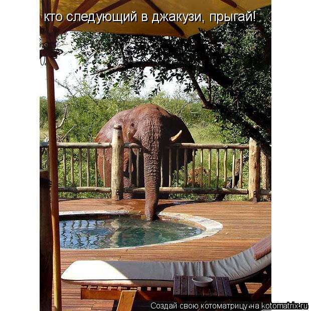 кто следующий в джакузи, прыгай!... Котоматрица: кто следующий в джакузи, прыгай!