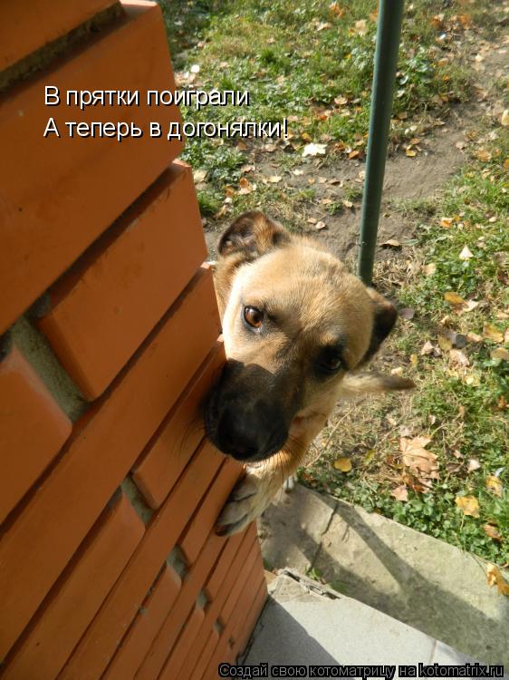 В прятки поиграли А теперь в догонялки!... Котоматрица: В прятки поиграли А теперь в догонялки!