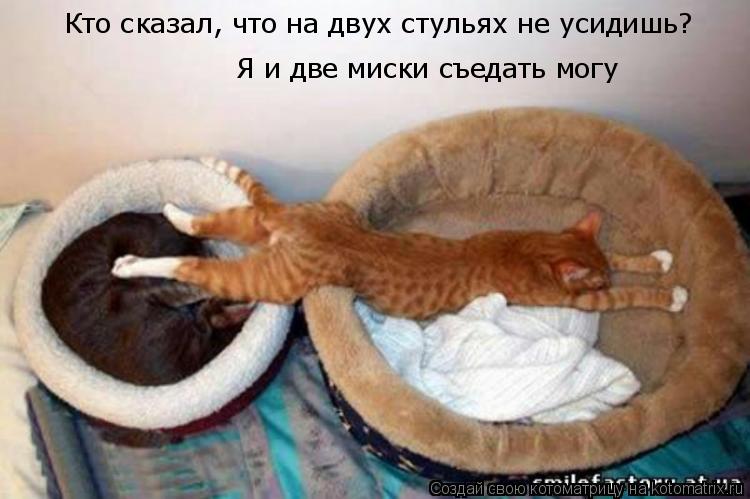 Кто сказал, что на двух стульях не усидишь? Я и две миски съедать могу... Котоматрица: Кто сказал, что на двух стульях не усидишь? Я и две миски съедать могу