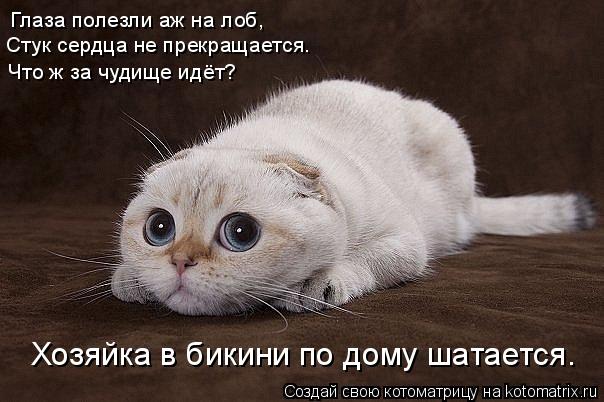 Котоматрица: Глаза полезли аж на лоб, Стук сердца не прекращается. Что ж за чудище идёт? Хозяйка в бикини по дому шатается.
