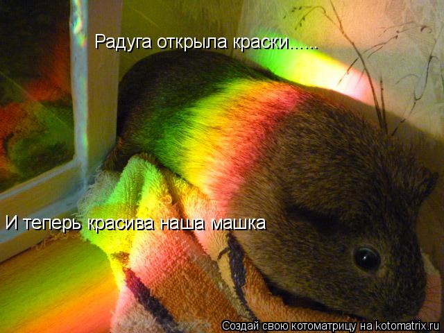 Радуга открыла краски...... И теперь красива наша машка И теперь красива наша машка... Котоматрица: Радуга открыла краски...... И теперь красива наша машка И теперь красива наша машка