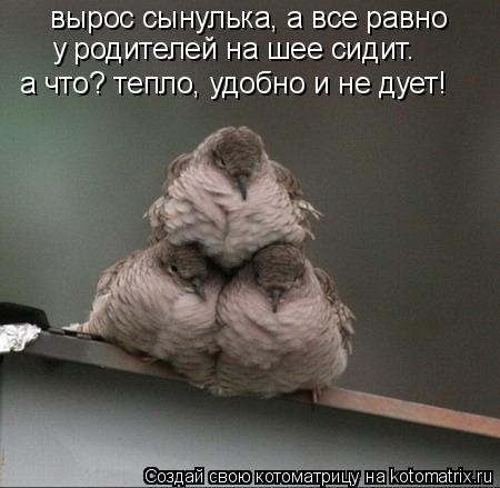 вырос сынулька, а все равно у родителей на шее сидит. а что? тепло, удобно и не дует!... Котоматрица: вырос сынулька, а все равно у родителей на шее сидит. а что? тепло, удобно и не дует!