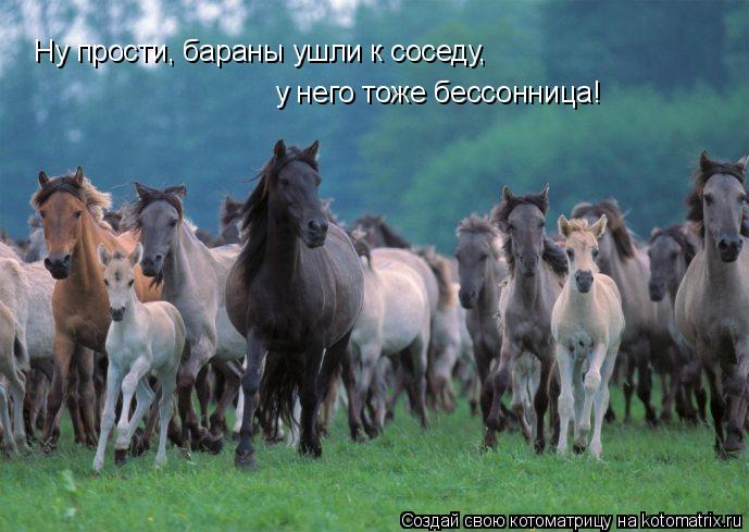 Ну прости, бараны ушли к соседу, у него тоже бессонница!... Котоматрица: Ну прости, бараны ушли к соседу, у него тоже бессонница!
