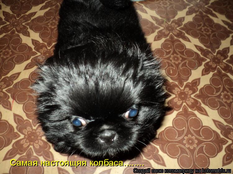 Котоматрица: Самая настоящяя колбаса........