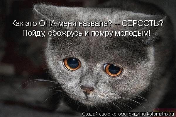Как это ОНА меня назвала? -- СЕРОСТЬ? Пойду, обожрусь и помру молодым!... Котоматрица: Как это ОНА меня назвала? -- СЕРОСТЬ? Пойду, обожрусь и помру молодым!
