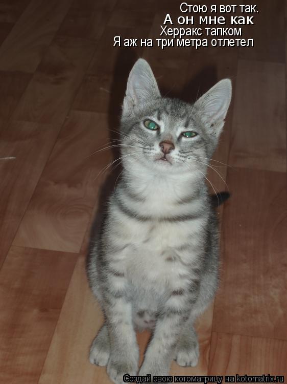 Котоматрица: Стою я вот так. А он мне как Херракс тапком Я аж на три метра отлетел