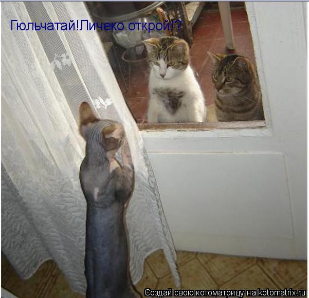 Котоматрица: Гюльчатай!Личеко открой!?