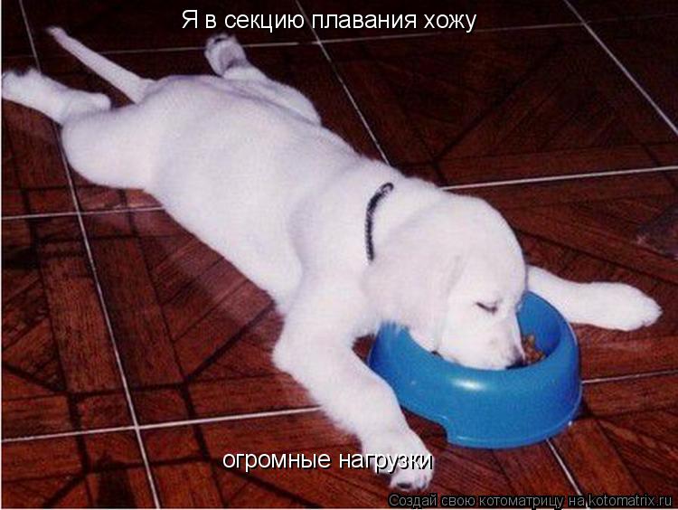 Котоматрица: Я в секцию плавания хожу огромные нагрузки