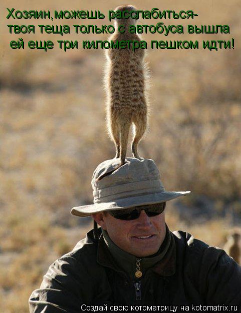 Котоматрица: Хозяин,можешь расслабиться-   Хозяин,можешь расслабиться-   твоя теща только с автобуса вышла ей еще три километра пешком идти!