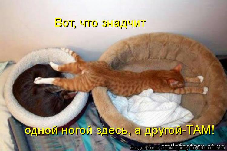 Котоматрица: Вот, что знадчит одной ногой здесь, а другой-ТАМ!