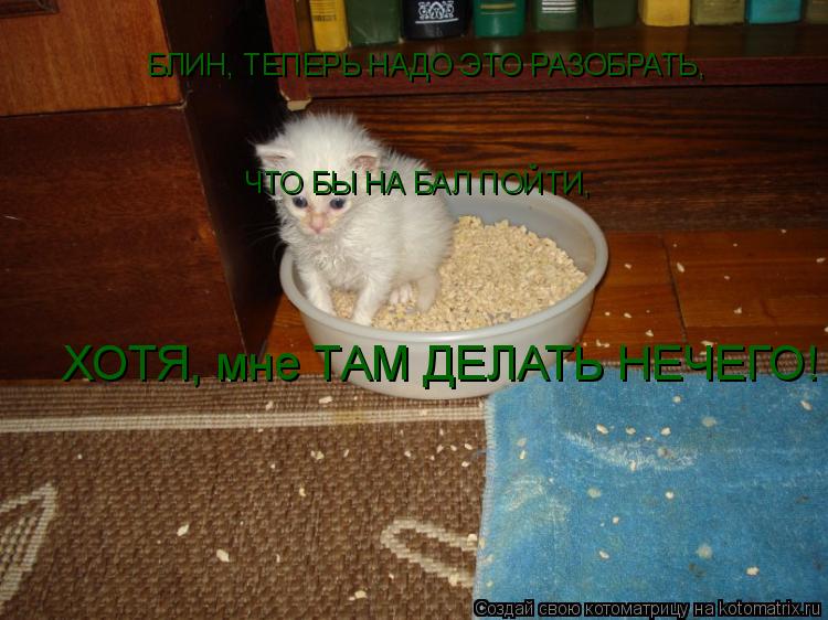 Котоматрица: БЛИН, ТЕПЕРЬ НАДО ЭТО РАЗОБРАТЬ, ЧТО БЫ НА БАЛ ПОЙТИ, ХОТЯ, мне ТАМ ДЕЛАТЬ НЕЧЕГО!