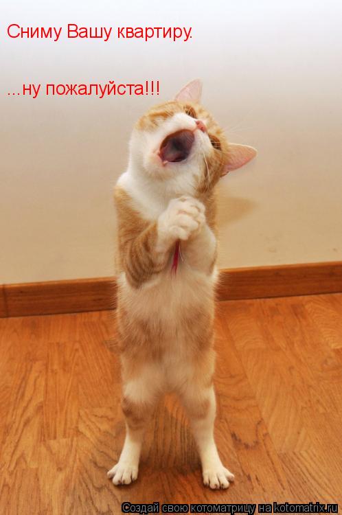 Котоматрица: Сниму Вашу квартиру. ...ну пожалуйста!!!