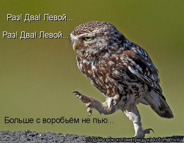 Котоматрица: Раз! Два! Левой...  Больше с воробьём не пью...  Раз! Два! Левой...