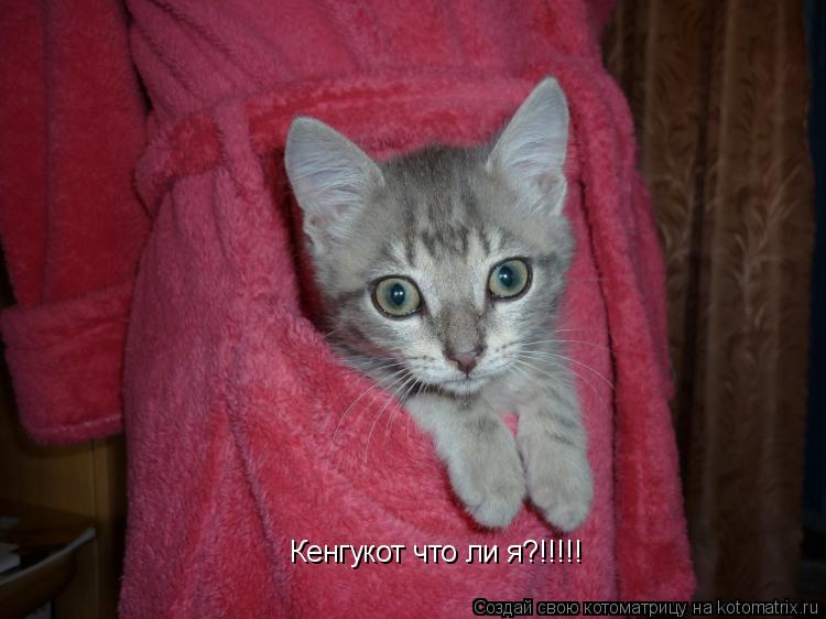Котоматрица: Кенгукот что ли я?!!!!!