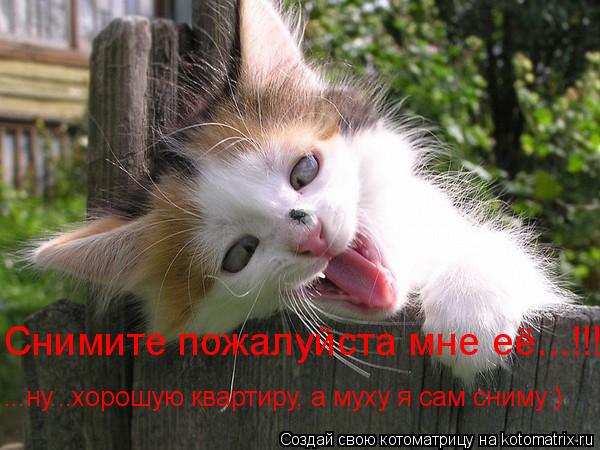 Котоматрица: Снимите пожалуйста мне её...!!! ...ну...хорошую квартиру, а муху я сам сниму:)