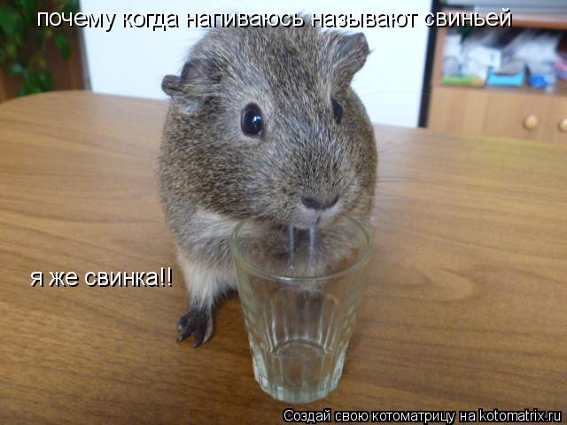 Котоматрица: почему когда напиваюсь называют свиньей я же свинка!!