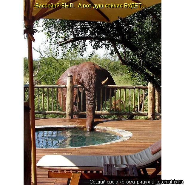 Котоматрица: -Бассейн? БЫЛ.  А вот душ сейчас БУДЕТ...