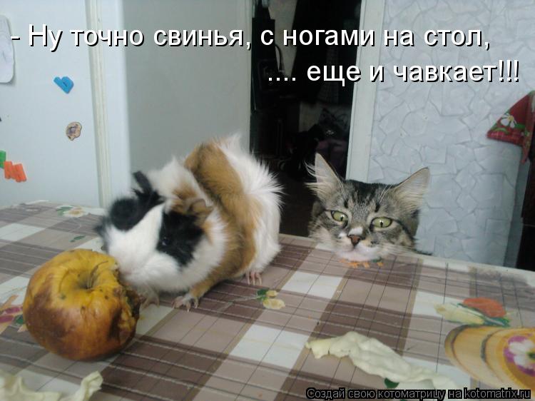 - Ну точно свинья, с ногами на стол, .... еще и чавкает!!!... Котоматрица: - Ну точно свинья, с ногами на стол, .... еще и чавкает!!!