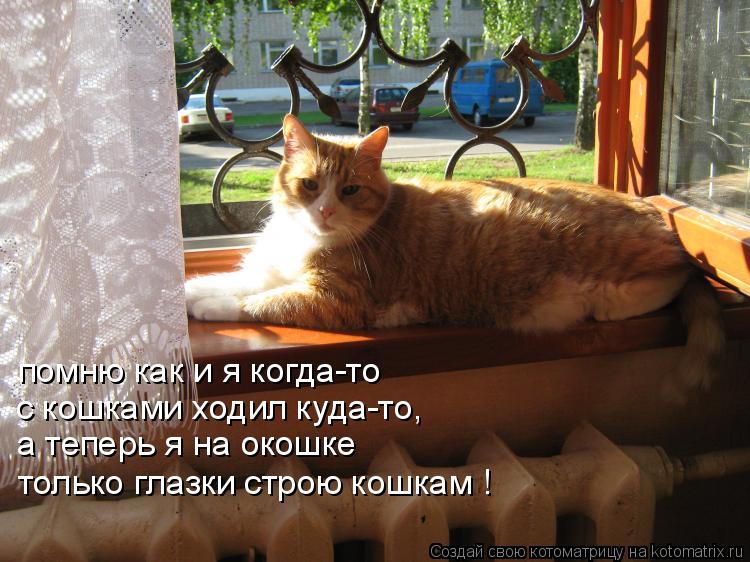 Котоматрица: помню как и я когда-то с кошками ходил куда-то, а теперь я на окошке только глазки строю кошкам !