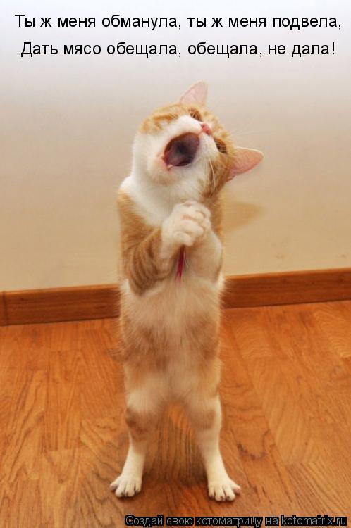 Котоматрица: Ты ж меня обманула, ты ж меня подвела, Дать мясо обещала, обещала, не дала!