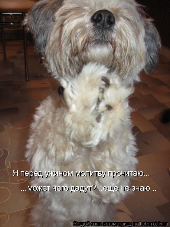 Котоматрица: Я перед ужином молитву прочитаю... ...может чего дадут?...еще не знаю...