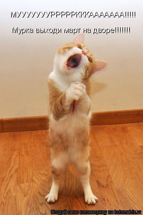 Котоматрица: МУУУУУУУРРРРРКККААААААА!!!!! Мурка выходи март на дворе!!!!!!!