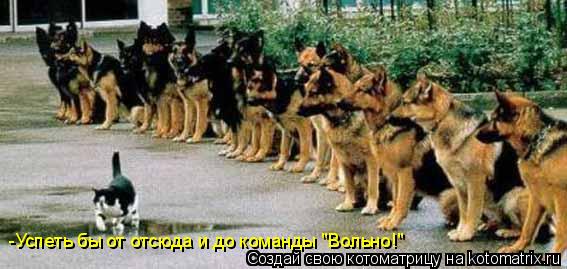 Котоматрица: -Успеть бы от отсюда и до команды "Вольно!"