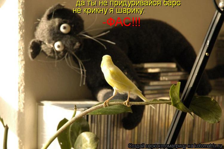 Котоматрица: да ты не придуривайся барс не крикну я шарику  : -ФАС !!!