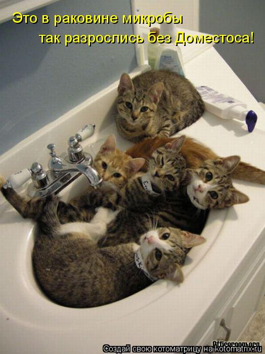 Котоматрица: Это в раковине микробы  так разрослись без Доместоса!