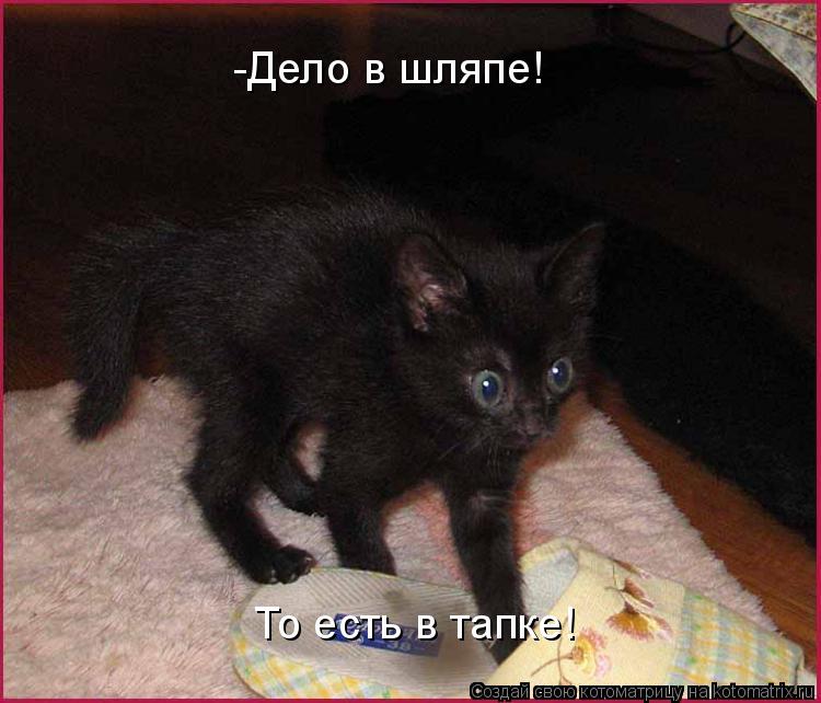 Котоматрица: -Дело в шляпе! То есть в тапке!