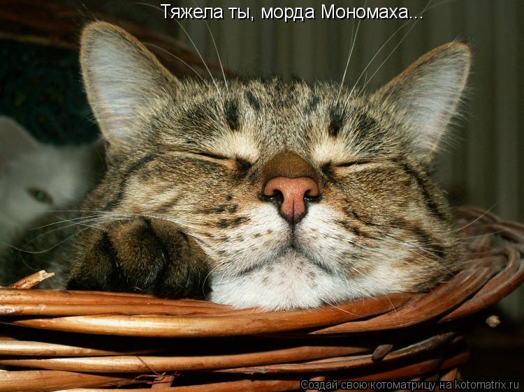 Тяжела ты, морда Мономаха...... Котоматрица: Тяжела ты, морда Мономаха...