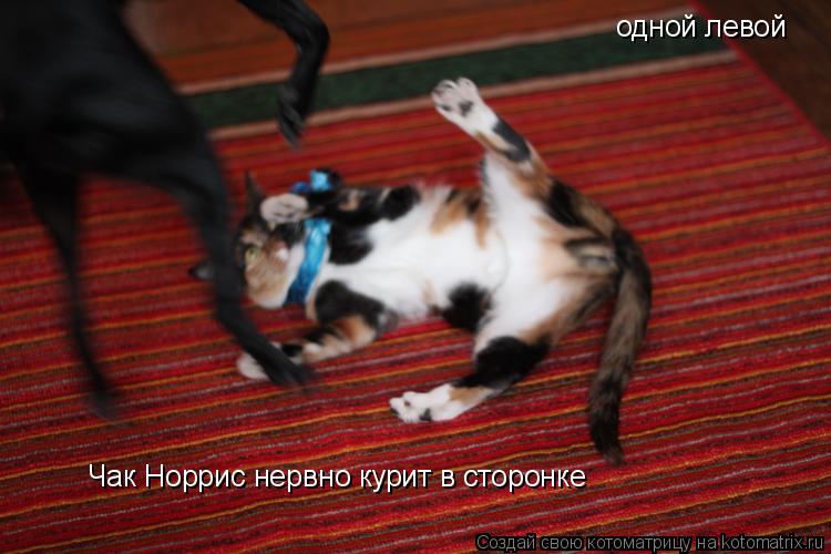 Котоматрица: одной левой Чак Норрис нервно курит в сторонке
