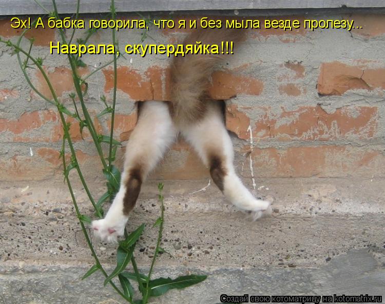 Эх! А бабка говорила, что я и без мыла везде пролезу... Наврала, скупердяйка!!!... Котоматрица: Эх! А бабка говорила, что я и без мыла везде пролезу... Наврала, скупердяйка!!!