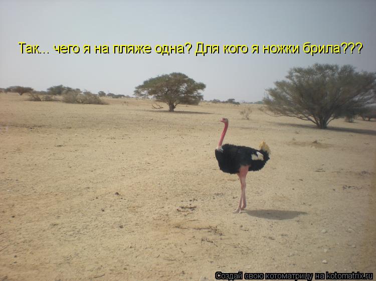 Котоматрица: Так... чего я на пляже одна? Для кого я ножки брила???