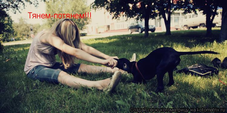 Котоматрица: Тянем-потянем!!!