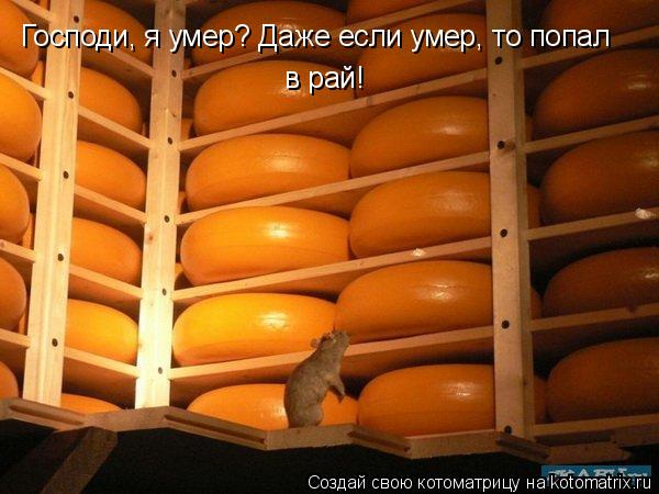 Котоматрица: Господи, я умер? Даже если умер, то попал в рай!