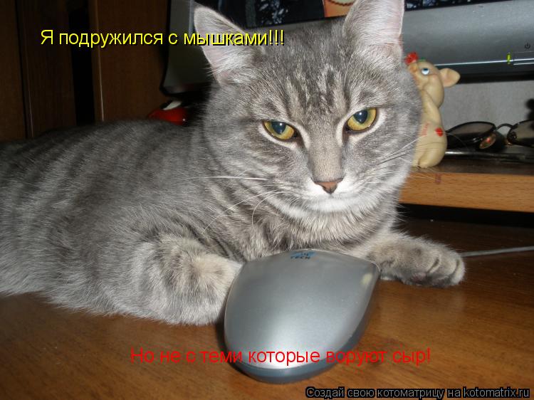Котоматрица: Я подружился с мышками!!! Но не с теми которые воруют сыр!