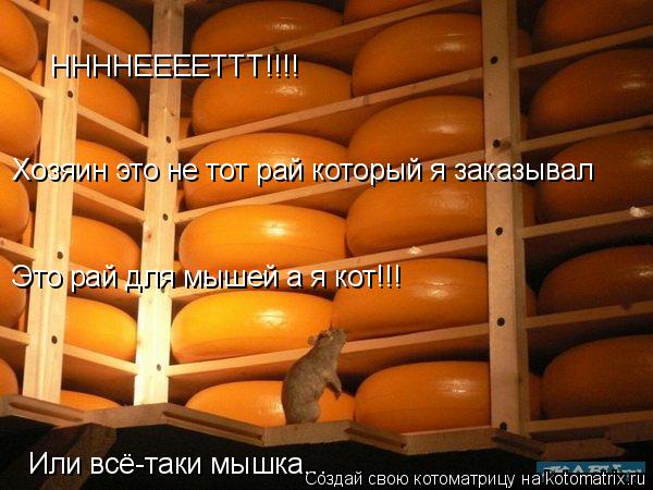 Котоматрица: ННННЕЕЕЕТТТ!!!! Хозяин это не тот рай который я заказывал Это рай для мышей а я кот!!! Или всё-таки мышка...