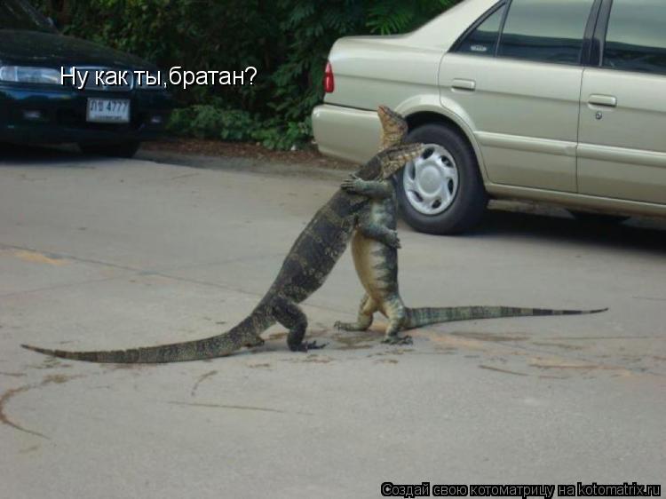 Котоматрица: Ну как ты,братан?